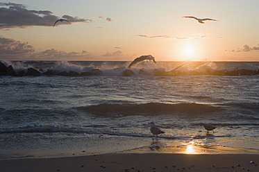 Germany, Mecklenburg Western Pomerania, Seagulls at Baltic Sea - MJF000116