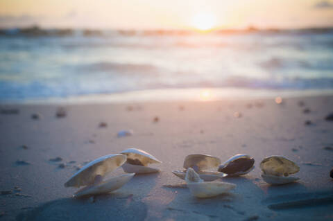 Deutschland, Mecklenburg Vorpommern, Muscheln an der Ostsee bei Sonnenaufgang, lizenzfreies Stockfoto