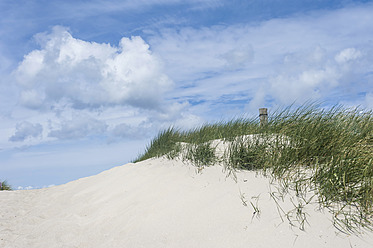 Germany, Mecklenburg Western Pomerania, Ammophila arenaria on sand dunes - MJF000121