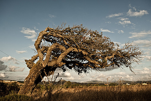 Italien, Sardinien, Iglesias, Blick auf Olivenbaum - KAF000014