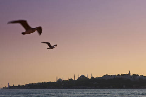 Türkei, Möwen fliegen am Himmel, Blaue Moschee im Hintergrund, lizenzfreies Stockfoto