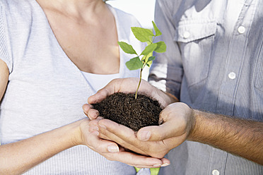 Germany, Cologne, Young couple holding seedling - PDYF000072