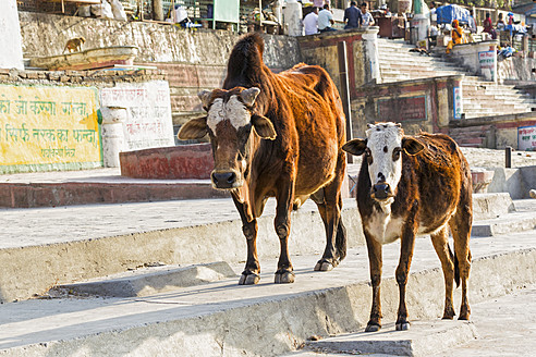 Indien, Uttarakhand, Heilige Kühe in Rishikesh - FOF004285