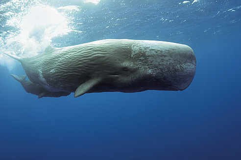 Portugal, Sperm whale mother diving with her calf - GNF001236