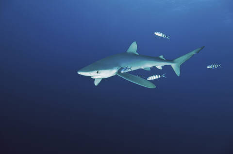 Portugal, Blauer Hai auf den Azoren, lizenzfreies Stockfoto