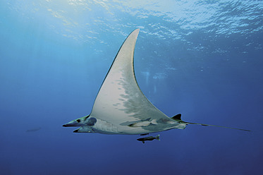 Portugal, Devil Ray fish in Azores - GNF001228