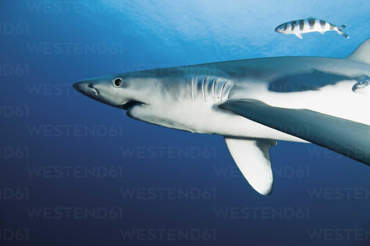 Portugal, Blue shark with pilot fish in Azores stock photo
