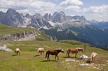 Italien, Pferde auf der Weide, im Hintergrund der Rosengarten in Südtirol - UMF000428