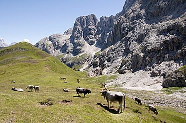 Italien, Kühe auf der Weide in Südtirol - UMF000413