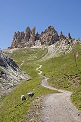 Italien, Kühe auf der Weide in Südtirol - UMF000412