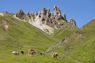 Italien, Kühe auf der Weide in Südtirol - UMF000411