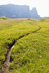 Italien, Blick auf ein kleines Bächlein auf einer Almwiese, im Hintergrund Schlern und Santner Spitze in Südtirol - UMF000403