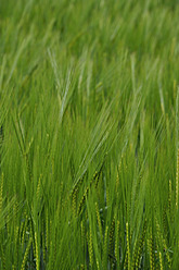 Germany, Bavaria, View of barley field - AXF000213