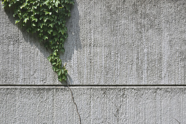 Germany, Bavaria, Ivy growing on wall - AXF000218