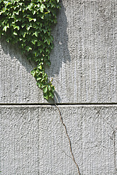 Germany, Bavaria, Ivy growing on wall - AXF000219