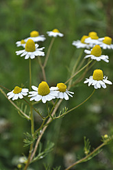 Deutschland, Bayern, Nähe Kamille - AXF000221