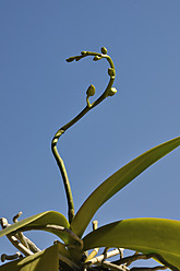 Germany, Bavaria, Close up of orchid buds - AXF000227