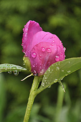 Germany, Bavaria, Close up of peony with dewdrops - AXF000233