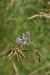 Deutschland, Bayern, Schmetterling am Stiel - AXF000235