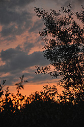 Germany, Bavaria, Silhouette of bush against cloudy sky - AXF000237