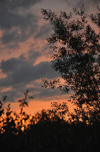 Deutschland, Bayern, Silhouette von Busch gegen bewölkten Himmel - AXF000237