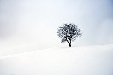 UK, Schottland, Edinburgh, Blick auf einen Baum im Schnee am Calton Hill - SMAF000007