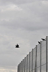 Germany, Bavaria, Three crows on cyclone fence - AXF000248