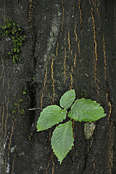 Germany, Bavaria, Close up of beech leaf on tree trunk - AXF000290