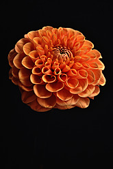 Nahaufnahme einer orangefarbenen Dahlie vor schwarzem Hintergrund - AXF000260