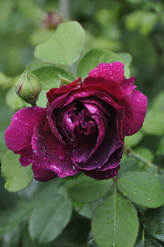 Deutschland, Bayern, Rote Rose mit Tautropfen, lizenzfreies Stockfoto