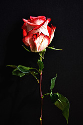 Close up of red and white rose against black background - AXF000285