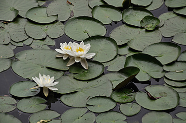Germany, Bavaria, White water lilies in pond - AXF000287