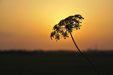 Deutschland, Bayern, Wilde Möhrenblüten bei Sonnenuntergang - AXF000255