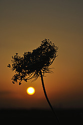 Deutschland, Bayern, Wilde Möhrenblüten bei Sonnenuntergang - AXF000254