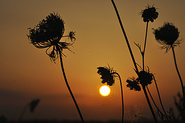 Deutschland, Bayern, Wilde Möhrenblüten bei Sonnenuntergang - AXF000253