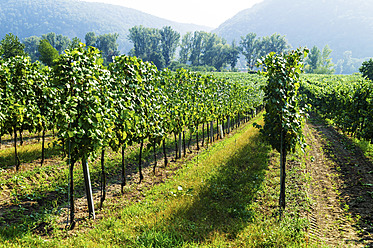 Österreich, Niederösterreich, Blick auf einen Weinberg - EJWF000106