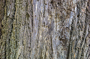 Austria, Tree bark, close up - EJWF000134