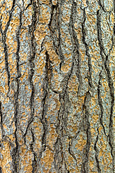 Austria, Tree bark, close up - EJWF000135