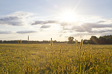 Germany, Brandenburg, View of field meadow during sunset - FKF000044