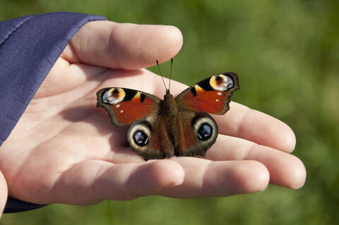 Deutschland, Bayern, Menschliche Hand hält Pfauenauge Schmetterling, lizenzfreies Stockfoto