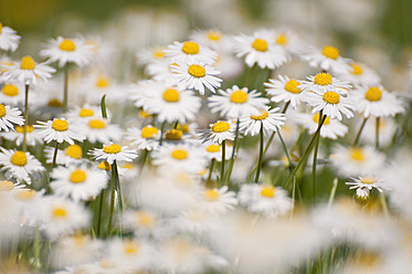 Germany, Bavaria, Daisy flowers, close up - UMF000454