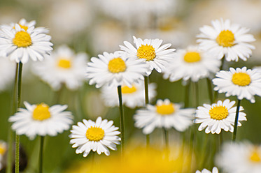 Germany, Bavaria, Daisy flowers, close up - UMF000455