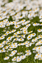 Germany, Bavaria, Daisy flowers, close up - UMF000456