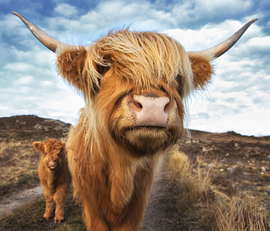 UK, Schottland, Hochlandrind mit Kalb bei Laide - SMAF000013