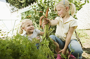 Germany, Bavaria, Girls gathering carrots in vegetable garden - RNF001013