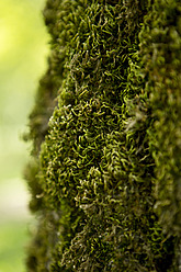 France, Moss on walnut tree - MAEF004860