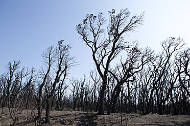 Spanien, Agullana, Verbrannte Bäume nach Waldbrand - MAEF004868