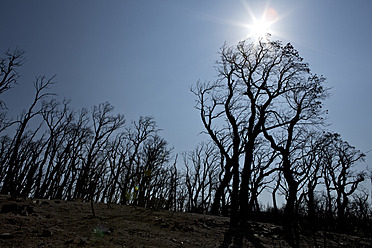 Spanien, Agullana, Verbrannte Bäume nach Waldbrand - MAEF004869