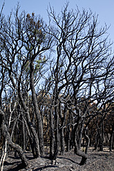 Spain, Agullana, Burned trees after forest fire - MAEF004875