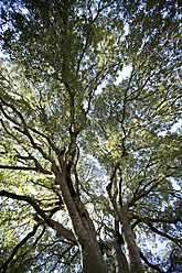 Spanien, Mallorca, Bäume im Garten des Klosters Lluc - MAEF004882